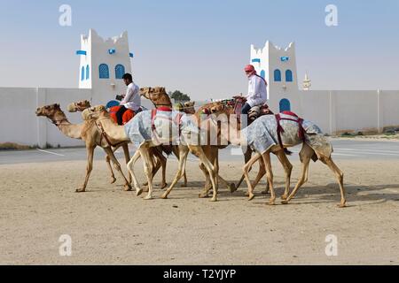 Kamele mit Reitern vor Al Shahaniya Stadion für Kamelrennen, Doha, Qatar Stockfoto