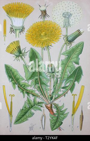 Gemeinsame Löwenzahn (Taraxacum officinale), historische Abbildung von 1885, Deutschland Stockfoto