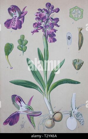 Grün - Orchid winged (Anacamptis Morio), historische Abbildung von 1885, Deutschland Stockfoto
