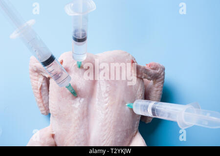 Frische Hähnchen mit Stuck Spritzen für Experimente und GVO auf blauem Hintergrund. Close Up. Stockfoto