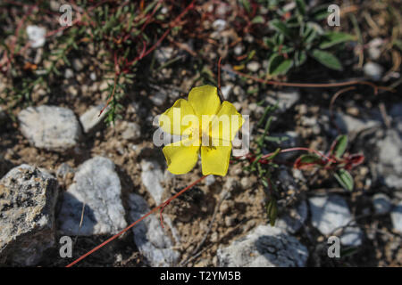 Einzelne gelbe Blume des Fumana ericoides in Mazedonien Stockfoto