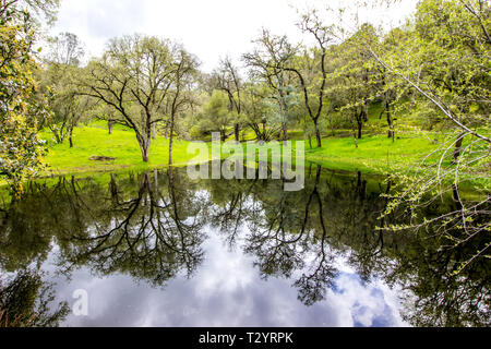 Reflexionen der umliegenden Bäume in kleinen Ausläufer Teich Stockfoto