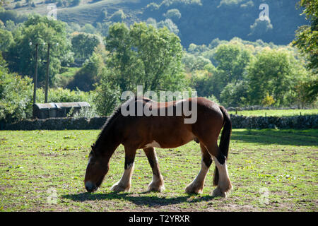 Große shire Pferde grasen in einer Derbyshire Bauernhof Feld an einem sonnigen Tag Stockfoto