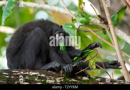 Der celebes Crested macaque mit Cub auf dem Zweig des Baumes. Crested schwarzen Makaken, Sulawesi crested Makaken, Sulawesi macaque oder den schwarzen Affen. N Stockfoto