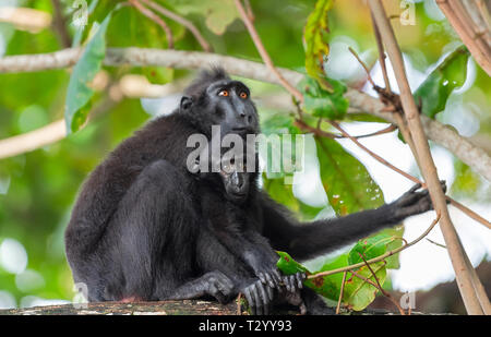 Der celebes Crested macaque mit Cub auf dem Zweig des Baumes. Crested schwarzen Makaken, Sulawesi crested Makaken, Sulawesi macaque oder den schwarzen Affen. N Stockfoto