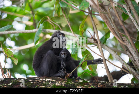 Der celebes Crested macaque mit Cub auf dem Zweig des Baumes. Crested schwarzen Makaken, Sulawesi crested Makaken, Sulawesi macaque oder den schwarzen Affen. N Stockfoto