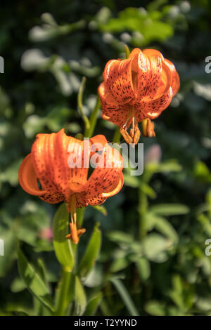 Zwei Krainer Lily in den Bergen Stockfoto