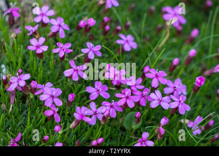 Moss Campion in den Bergen Stockfoto