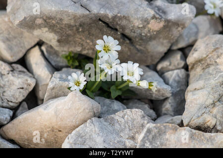 Cerastium carinthiacum in den Bergen Stockfoto