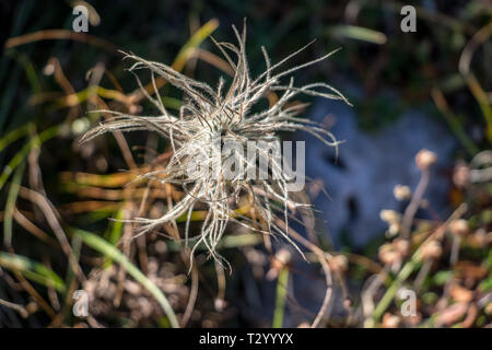 Pulsatilla Alpina im Herbst Stockfoto