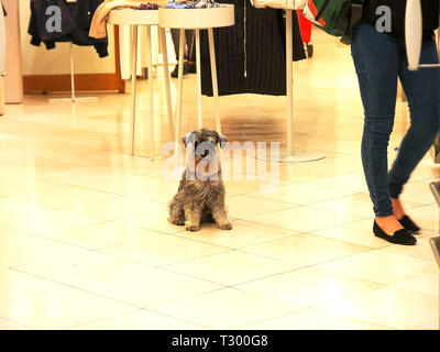 Ein schnauzer Hund sitzt auf dem Boden einer Boutique in Venedig Stockfoto