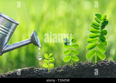 Bewässerung Sämlinge Wachstum Natur Konzept Stockfoto