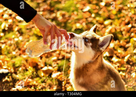 Portrait von Rothaarigen hussy Welpen. Der Hund Getränke Wasser aus der Plastikflasche. Frau ihre Hand mit dem Trinken Flüssigkeit Stockfoto