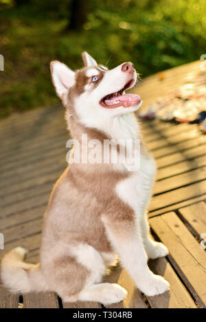 Schöne Welpen hund Husky führt der Befehl zu sitzen Stockfoto