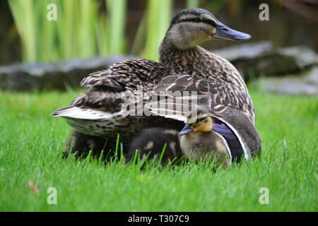 Baby Entenküken, die Schutz vor dem Regen - Coventry in England Stockfoto