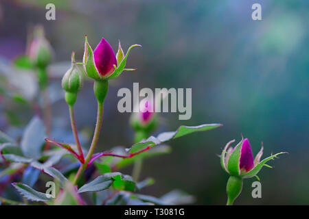 Rose knospen im Frühling. Stock Bild Stockfoto