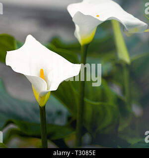 Zantedeschia aethiopica Blumen auch als Calla lily im Frühjahr bekannt. Stock Bild Stockfoto