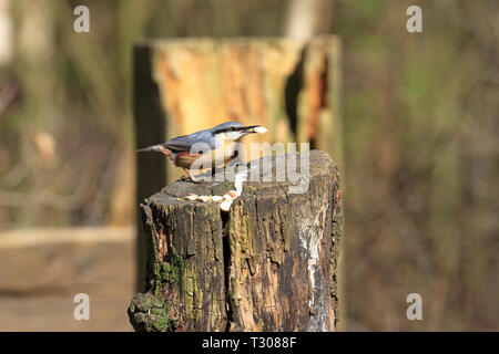 Kleiber, Sitta europaea Erdnüsse essen auf einer verfallenden Baumstumpf, England, UK. Stockfoto