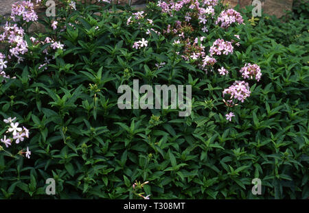 SOAPWORT, BOUNCING WETTE (Saponaria officinalis) IST EINE AUS DER NELKE FAMILIE. (Caryophyllaceae). Stockfoto