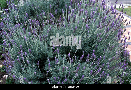 Französischer Lavendel (Lavandula dentata) Stockfoto