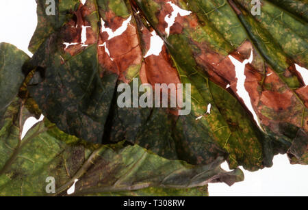 Falscher Mehltau (PERONOSPORA JAAPIANA MAGNUS) an Blättern Rhabarber (RHEUM). Stockfoto