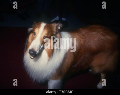 BEL-AIR, CA - 14. März: Lassie besucht Tina Braun Hosts' der New Yorker geht an die Filme" am 14. März 1994 im Hotel Bel-Air in Bel-Air, Kalifornien. Foto von Barry King/Alamy Stock Foto Stockfoto