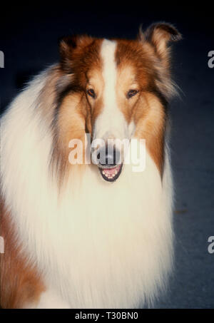 BEL-AIR, CA - 14. März: Lassie besucht Tina Braun Hosts' der New Yorker geht an die Filme" am 14. März 1994 im Hotel Bel-Air in Bel-Air, Kalifornien. Foto von Barry King/Alamy Stock Foto Stockfoto