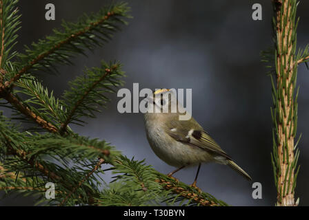 Goldwappen (Regulus regulus) auf Fichte sitzend Stockfoto