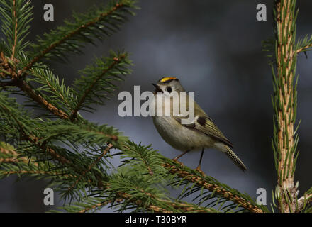 Goldwappen (Regulus regulus) auf Fichte sitzend Stockfoto