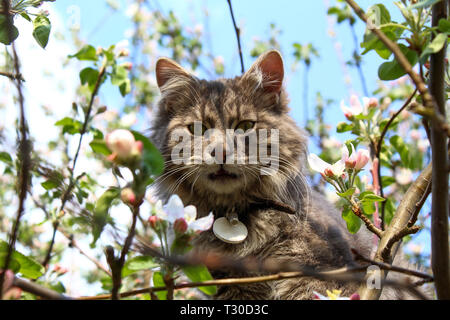 Langhaarkatze vorne in blühender Apfelbaum Stockfoto