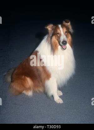 BEL-AIR, CA - 14. März: Lassie besucht Tina Braun Hosts' der New Yorker geht an die Filme" am 14. März 1994 im Hotel Bel-Air in Bel-Air, Kalifornien. Foto von Barry King/Alamy Stock Foto Stockfoto