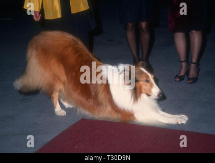 BEL-AIR, CA - 14. März: Lassie besucht Tina Braun Hosts' der New Yorker geht an die Filme" am 14. März 1994 im Hotel Bel-Air in Bel-Air, Kalifornien. Foto von Barry King/Alamy Stock Foto Stockfoto