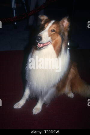 BEL-AIR, CA - 14. März: Lassie besucht Tina Braun Hosts' der New Yorker geht an die Filme" am 14. März 1994 im Hotel Bel-Air in Bel-Air, Kalifornien. Foto von Barry King/Alamy Stock Foto Stockfoto