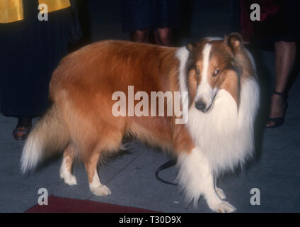 BEL-AIR, CA - 14. März: Lassie besucht Tina Braun Hosts' der New Yorker geht an die Filme" am 14. März 1994 im Hotel Bel-Air in Bel-Air, Kalifornien. Foto von Barry King/Alamy Stock Foto Stockfoto