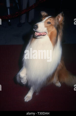 BEL-AIR, CA - 14. März: Lassie besucht Tina Braun Hosts' der New Yorker geht an die Filme" am 14. März 1994 im Hotel Bel-Air in Bel-Air, Kalifornien. Foto von Barry King/Alamy Stock Foto Stockfoto