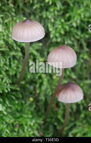 Bitter, mycena Mycena bignonioides, wachsende am Stamm der Eiche in Finnland Stockfoto