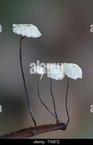 Marasmius rotula, genannt das Windrad Pilz, dem Pinwheel marasmius, das kleine Rad, der collared Fallschirm, oder das Pferd Haar Pilz Stockfoto
