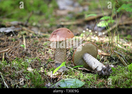 Steinpilze aurantiacus, als rote Aspen bolete oder Red-capped scaber Stiel, eine essbare wild Pilze aus Finnland bekannt Stockfoto