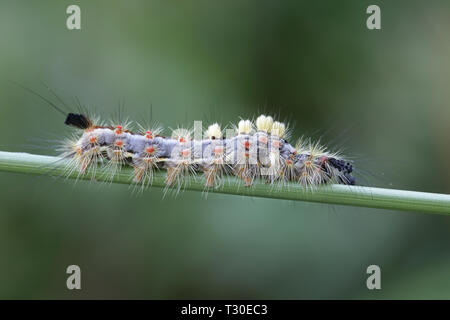 Rusty tussock Motten oder Vaporer, Orgyia antiqua Stockfoto