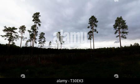 Ein Hain von hohen Bäumen in Silhouette gegen einen bewölkten Himmel in Willingham Woods in der Nähe von Market Rasen, Lincolnshire, England, Vereinigtes Königreich gefunden Stockfoto