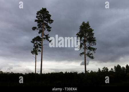 Ein Hain von hohen Bäumen in Silhouette gegen einen bewölkten Himmel in Willingham Woods in der Nähe von Market Rasen, Lincolnshire, England, Vereinigtes Königreich gefunden Stockfoto