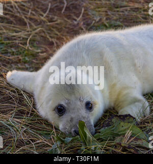 Graue Dichtungen konvergieren auf Donna Nook Naturschutzgebiet in Lincolnshire, England, Vereinigtes Königreich Geburt ihrer Welpen zu geben Stockfoto
