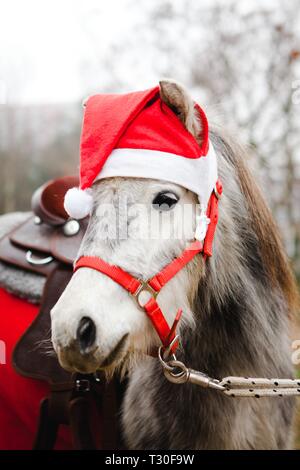 Pony rot Santa Claus's Cup, kleines Pferd wie Weihnachten Pferd gekleidet. Stockfoto