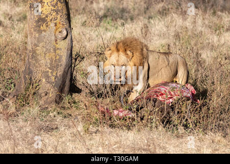 Junge Erwachsene lion Feeds auf der Kadaver eines Büffel. Er hält seine Töten im Schatten eines Fieber Baum in der Lake Nakuru, Kenia Stockfoto