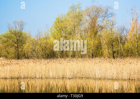 Ein reed Bett auf einem der Seen im Cotswold Water Park. Stockfoto