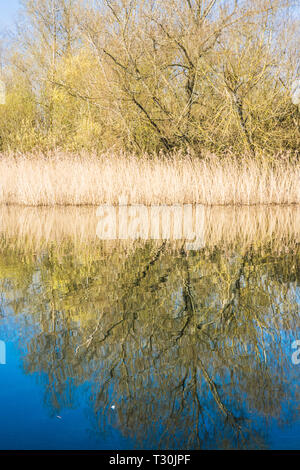 Ein reed Bett auf einem der Seen im Cotswold Water Park. Stockfoto