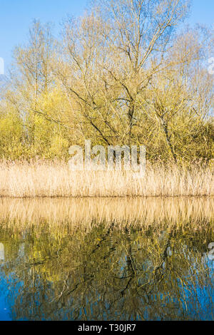 Ein reed Bett auf einem der Seen im Cotswold Water Park. Stockfoto