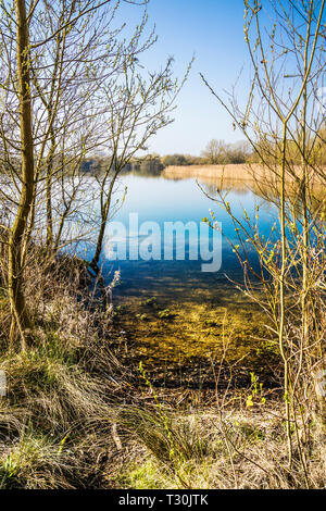 Ein reed Bett auf einem der Seen im Cotswold Water Park. Stockfoto