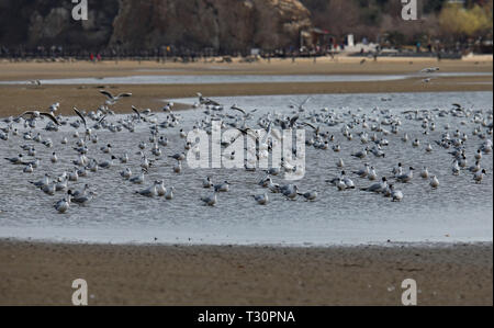 Shijiazhuang, Provinz Hebei Provinz Chinas. 4 Apr, 2019. Zugvögel Rast bei einem Feuchtgebiet in Qinhuangdao, im Norden der chinesischen Provinz Hebei, 4. April 2019. Credit: Yang Shiyao/Xinhua/Alamy leben Nachrichten Stockfoto