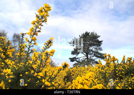 Hartfield, East Sussex, UK. Gelber Ginster Blumen in voller Blüte an einem kalten aber sonnigen Morgen im Ashdown Forest, East Sussex. Credit: Peter Cripps/Alamy leben Nachrichten Stockfoto